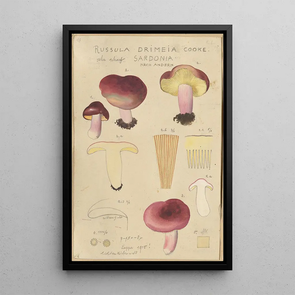 Russula drimeia - Hans Baldung — gerahmtes Bild an der Wand