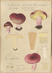 Russula drimeia - Hans Baldung — Ansicht des Kunstwerks