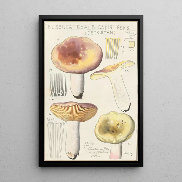 Russula exalbicans - Hans Baldung — gerahmtes Bild an der Wand