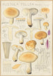 Russula fellea - Hans Baldung — Ansicht des Kunstwerks