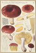 Russula integra - Hans Baldung — Ansicht des Kunstwerks
