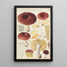 Russula integra - Hans Baldung — gerahmtes Bild an der Wand