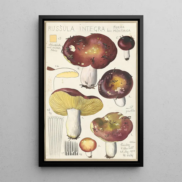 Russula integra L Forma montana - Hans Baldung — gerahmtes Bild an der Wand