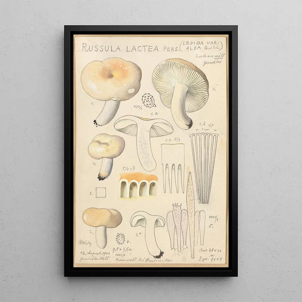 Russula lactea - Hans Baldung — gerahmtes Bild an der Wand
