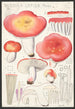 Russula lepida Fries - Hans Baldung — Ansicht des Kunstwerks