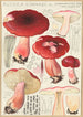 Russula linnaei - Hans Baldung — Ansicht des Kunstwerks