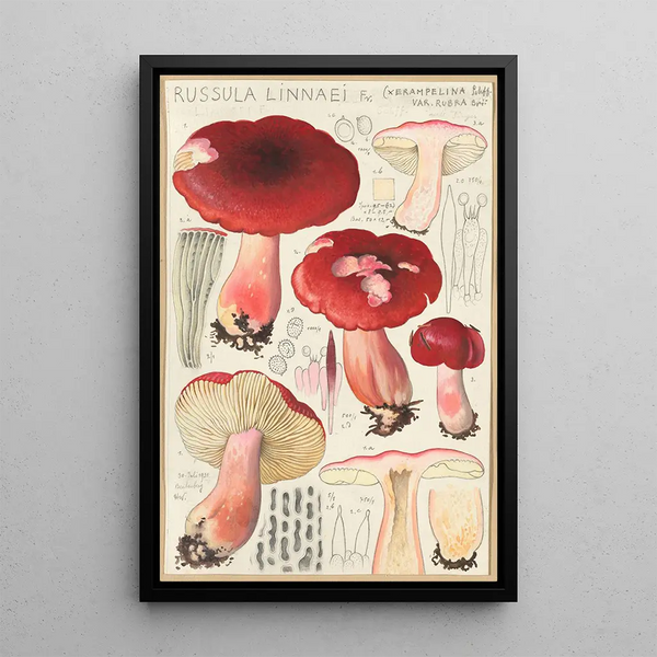 Russula linnaei - Hans Baldung — gerahmtes Bild an der Wand