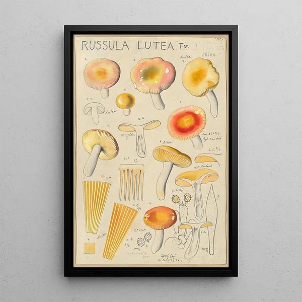 Russula lutea - Hans Baldung — gerahmtes Bild an der Wand