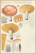 Russula nauseosa - Hans Baldung — Ansicht des Kunstwerks