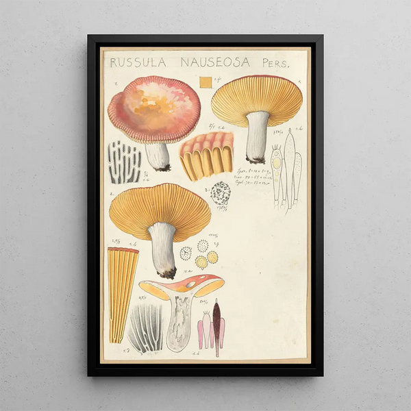 Russula nauseosa - Hans Baldung — gerahmtes Bild an der Wand