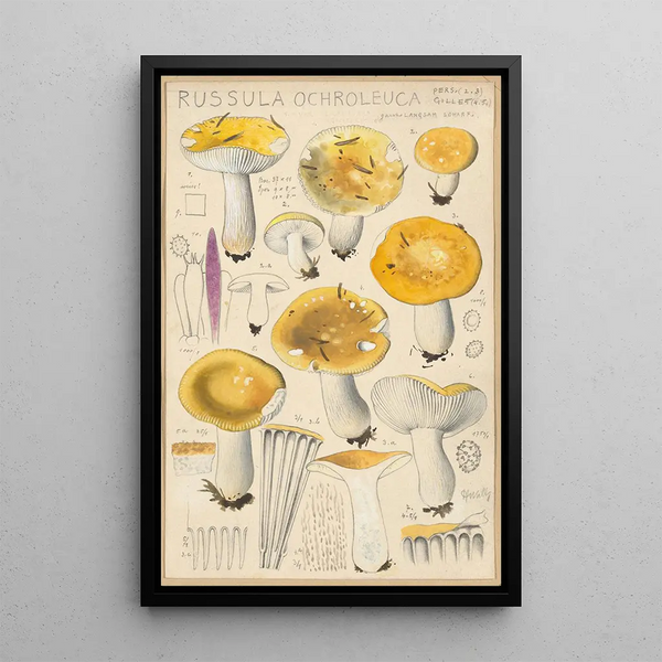 Russula ochroleuca - Hans Baldung — gerahmtes Bild an der Wand