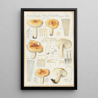 Hans Walty - Russula pectinata.webp