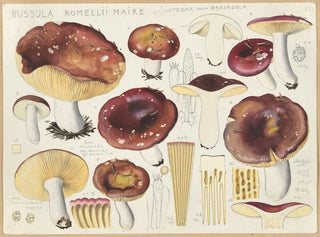 Hans Walty - Russula romellii maire.webp