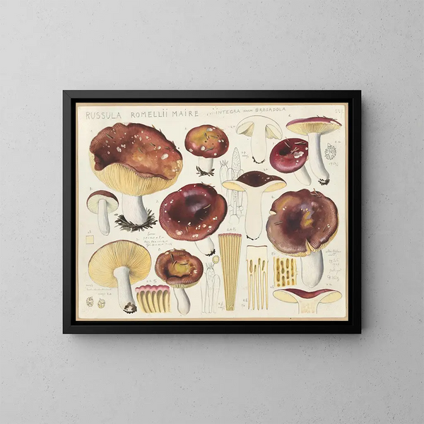 Russula romellii - Hans Baldung — gerahmtes Bild an der Wand