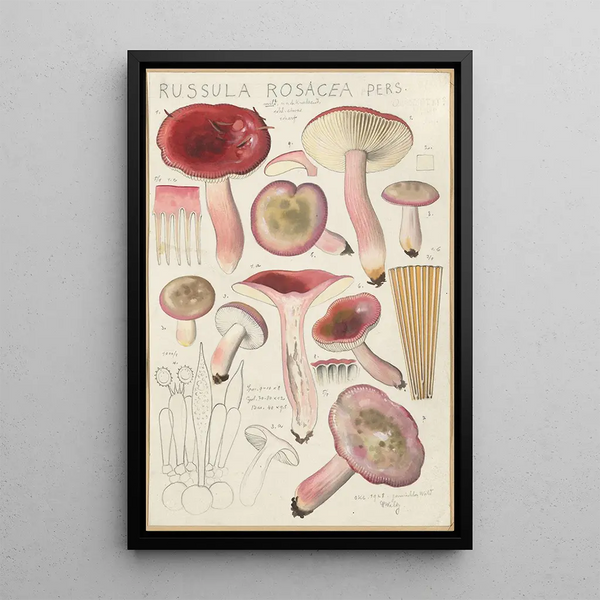 Russula rosacea - Hans Baldung — gerahmtes Bild an der Wand