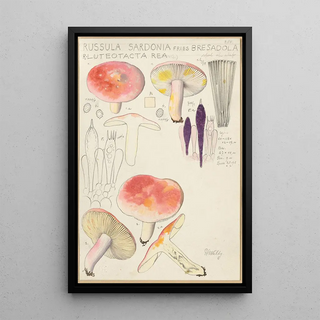 Hans Walty - Russula sardonia.webp