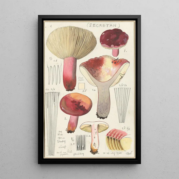 Russula secretan - Hans Baldung — gerahmtes Bild an der Wand