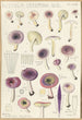 Russula serotina Russula myrtilla - Hans Baldung — Ansicht des Kunstwerks