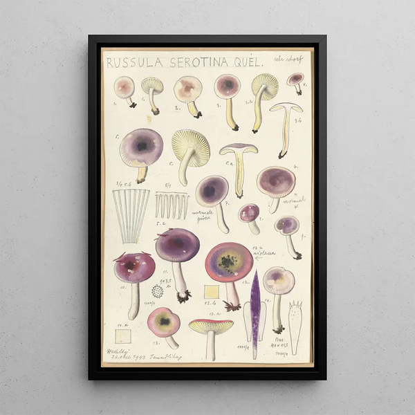 Russula serotina Russula myrtilla - Hans Baldung — gerahmtes Bild an der Wand