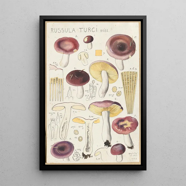 Russula turci - Hans Baldung — gerahmtes Bild an der Wand