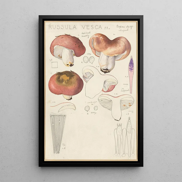 Russula vesca - Hans Baldung — gerahmtes Bild an der Wand