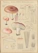 Russula vesca subsp Depallens singer - Hans Baldung — Ansicht des Kunstwerks