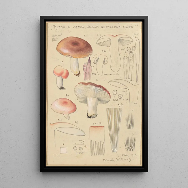Russula vesca subsp Depallens singer - Hans Baldung — gerahmtes Bild an der Wand