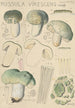 Russula virescens - Hans Baldung — Ansicht des Kunstwerks