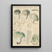Russula virescens - Hans Baldung — gerahmtes Bild an der Wand