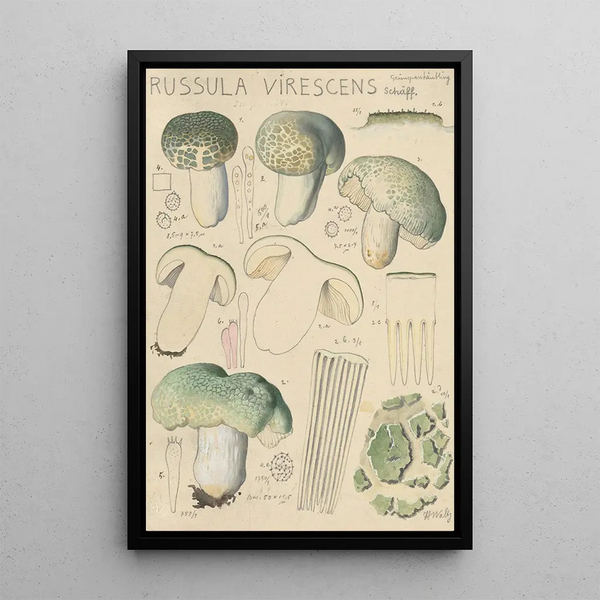 Russula virescens - Hans Baldung — gerahmtes Bild an der Wand
