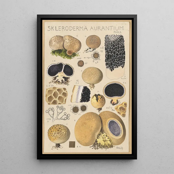 Scleroderma aurantium Pers - Hans Baldung — gerahmtes Bild an der Wand