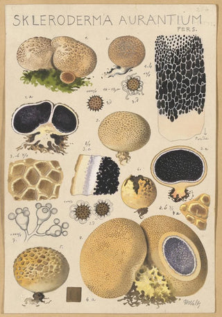 Hans Walty - Scleroderma aurantium Pers.webp