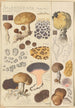 Scleroderma verrucosum - Hans Baldung — Ansicht des Kunstwerks