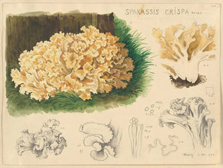 Sparassis crispa - Hans Baldung — Ansicht des Kunstwerks