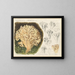 Sparassis laminosa - Hans Baldung — gerahmtes Bild an der Wand