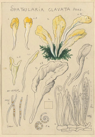 Hans Walty - Spathularia clavata.webp
