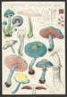 Stropharia aeruginosa Curt - Hans Baldung — Ansicht des Kunstwerks