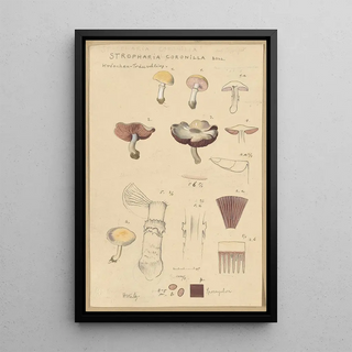 Hans Walty - Stropharia coronilla Bull.webp