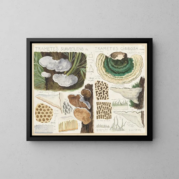 Trametes suaveolens - Hans Baldung — gerahmtes Bild an der Wand