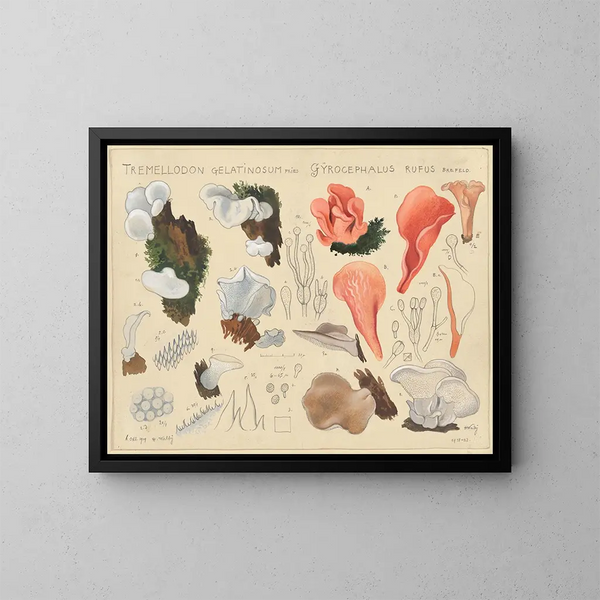 Tremellodon gélatinosum und Gyrocephalus rufus - Hans Baldung — gerahmtes Bild an der Wand