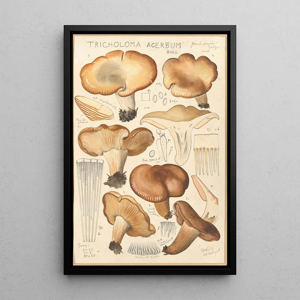 Tricholoma acerbum - Hans Baldung — gerahmtes Bild an der Wand