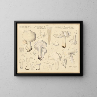 Tricholome gambosum - Hans Baldung — gerahmtes Bild an der Wand