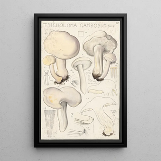 Hans Walty - Tricholoma gambosum Gill.webp