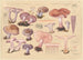 Tricholoma nudum Bull 1789 Rhodopaxillus nudus Maire - Hans Baldung — Ansicht des Kunstwerks