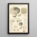 Tricholoma pardinum Q - Hans Baldung — gerahmtes Bild an der Wand