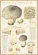Tricholoma pardinum Q - Hans Baldung — Ansicht des Kunstwerks