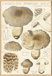 Tricholoma pardinum quelet - Hans Baldung — Ansicht des Kunstwerks