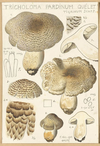 Hans Walty - Tricholoma pardinum quelet.webp