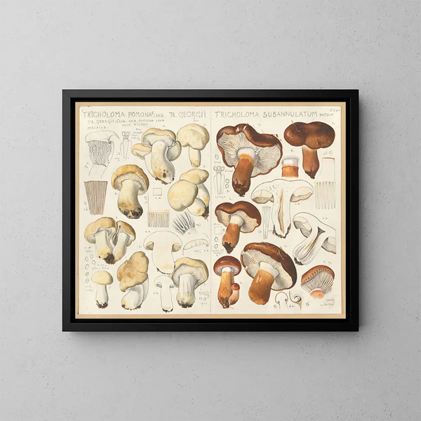 Tricholome de Pomone Tricholome subannulé - Hans Baldung — gerahmtes Bild an der Wand