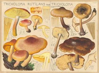 Tricholome rutilant Tricholome cognatum - Hans Baldung — Ansicht des Kunstwerks
